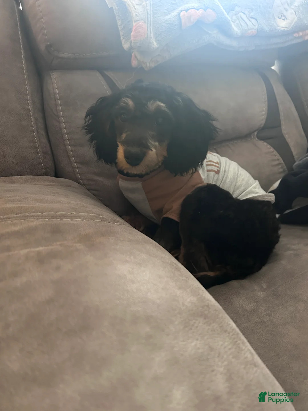 Cavapoo dogs for sale: AA - Ad 1