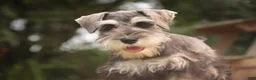 Miniature Schnauzer dogs for sale: Nellie Belle - Ad 10