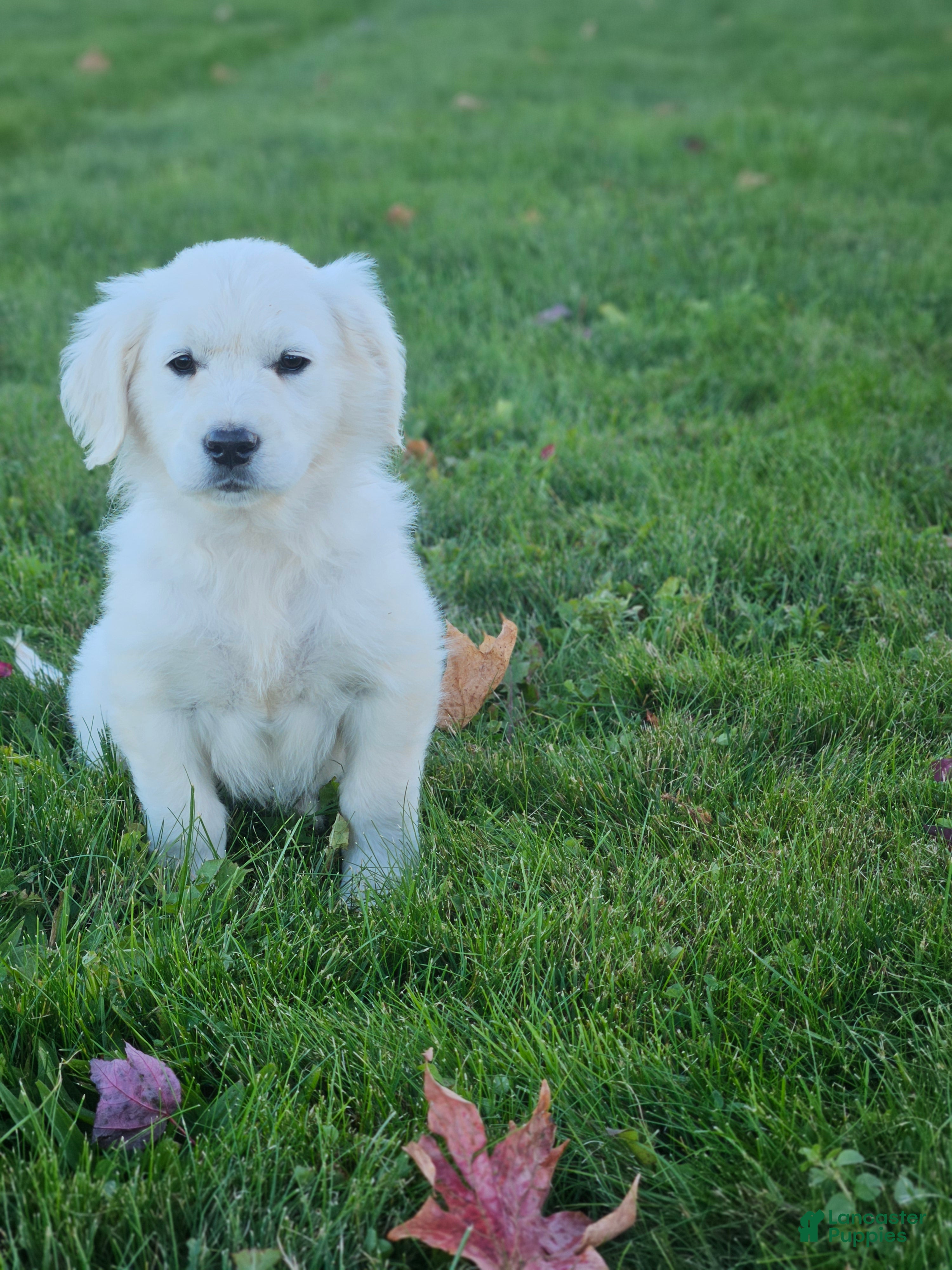 Golden Retriever dogs Pennie - Ad 1