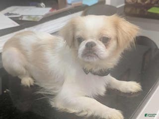 Pekingese dogs Pekingese Puppy 1 - Ad 7