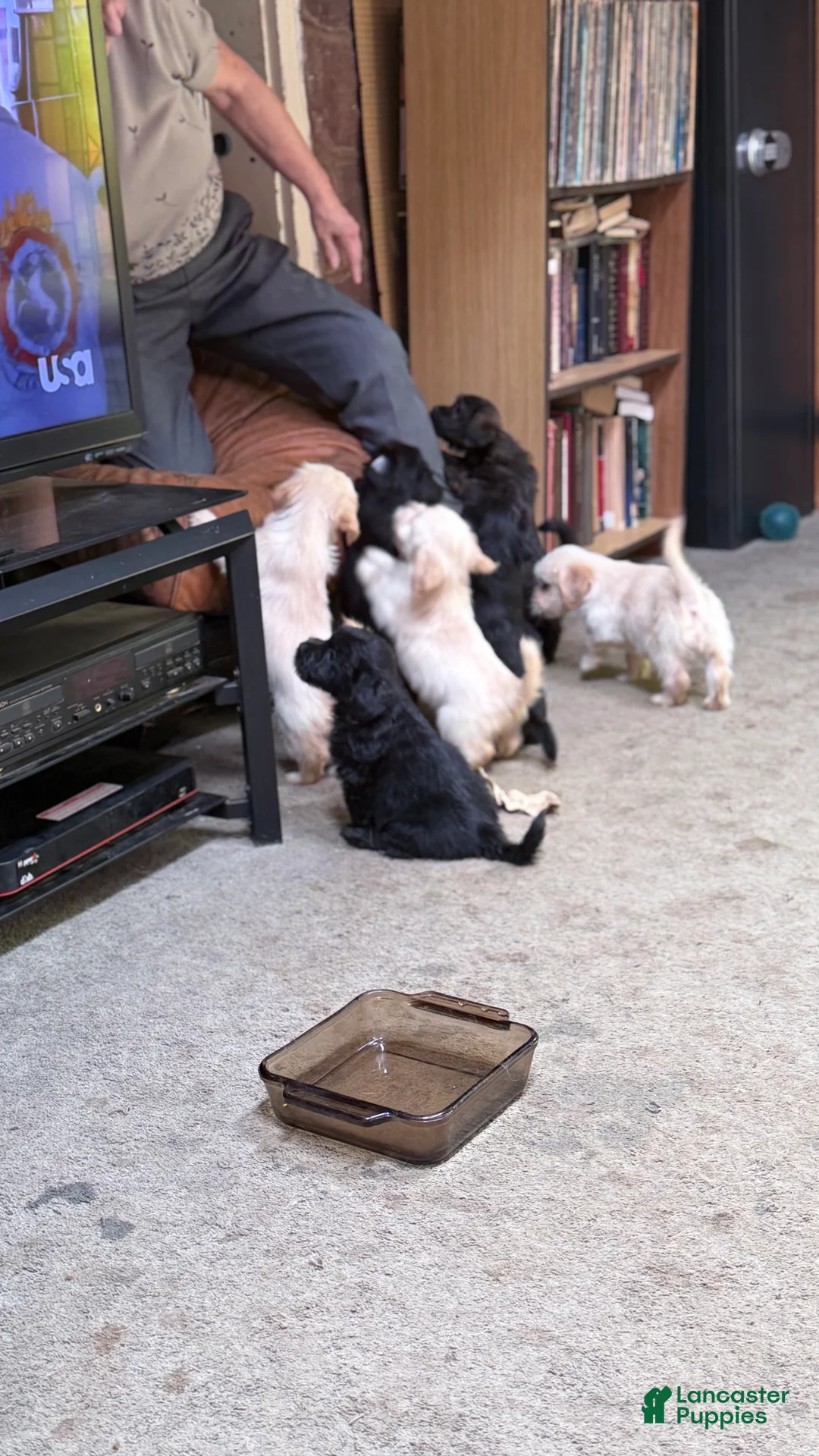 Mixed Breed dogs for sale: Mixed Breed Puppy 1 - Ad 2