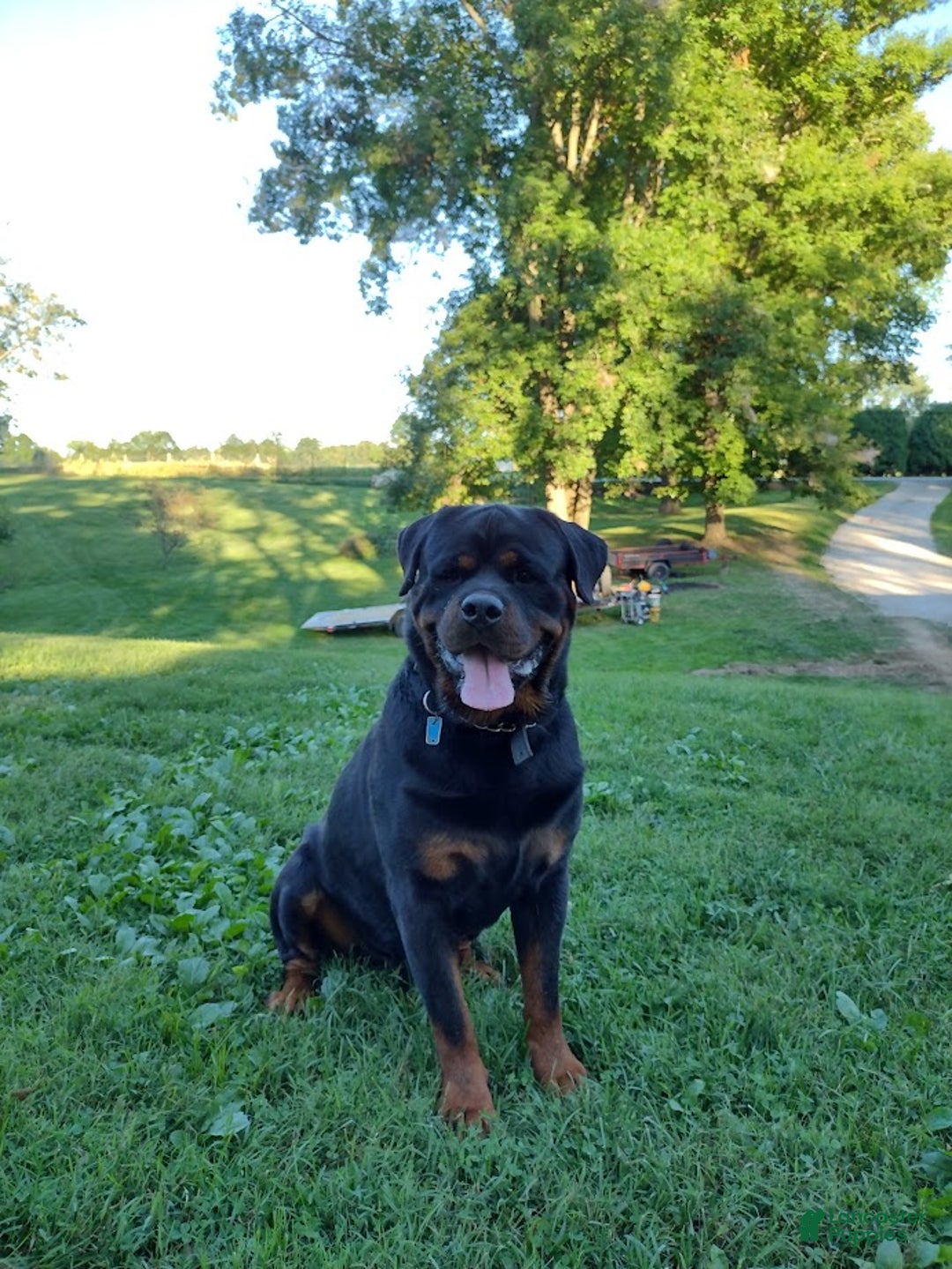 Rottweiler dogs for sale: Roxy - Ad 5