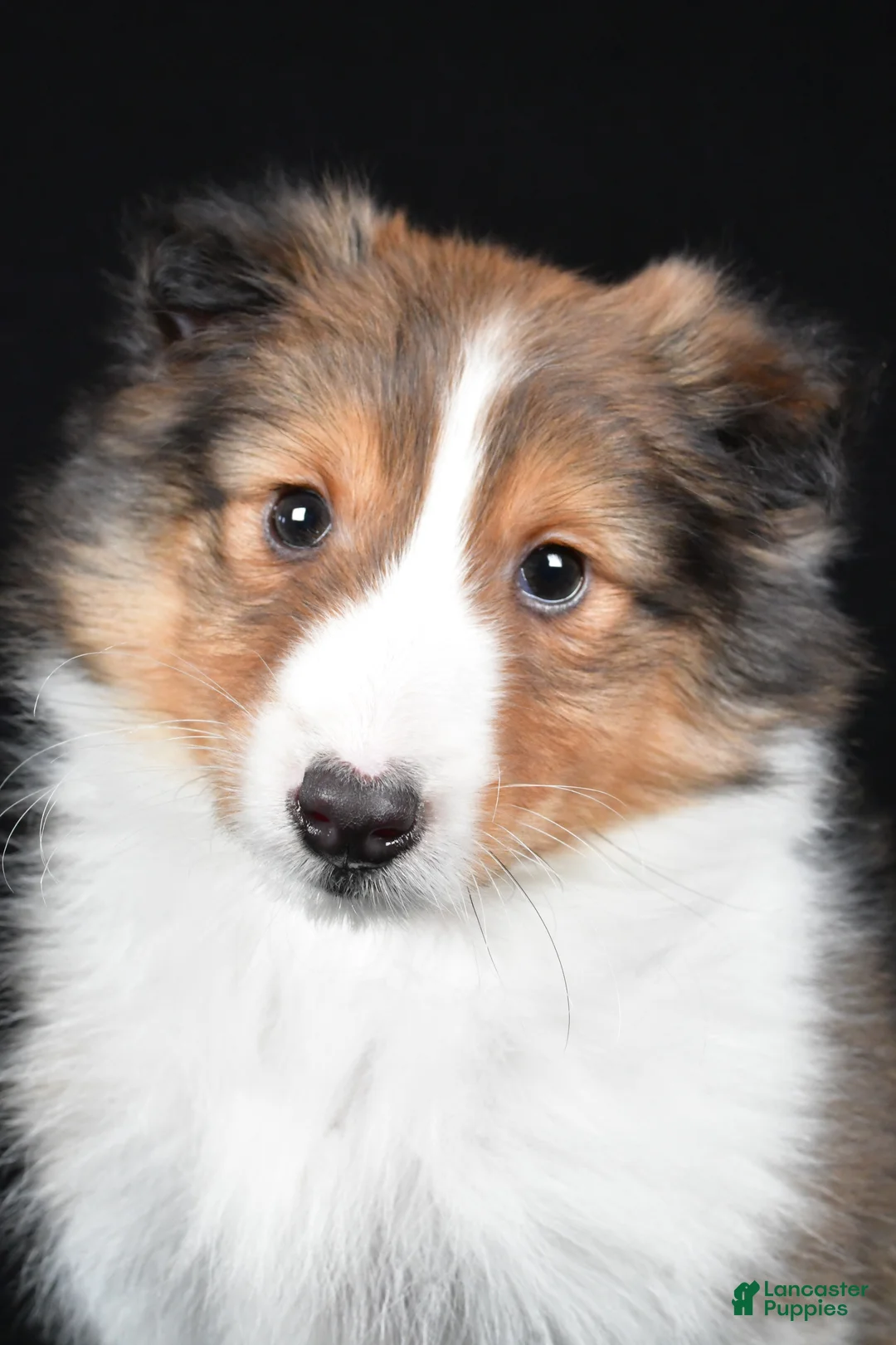Shetland Sheepdog dogs for sale: Maggie - Ad 3