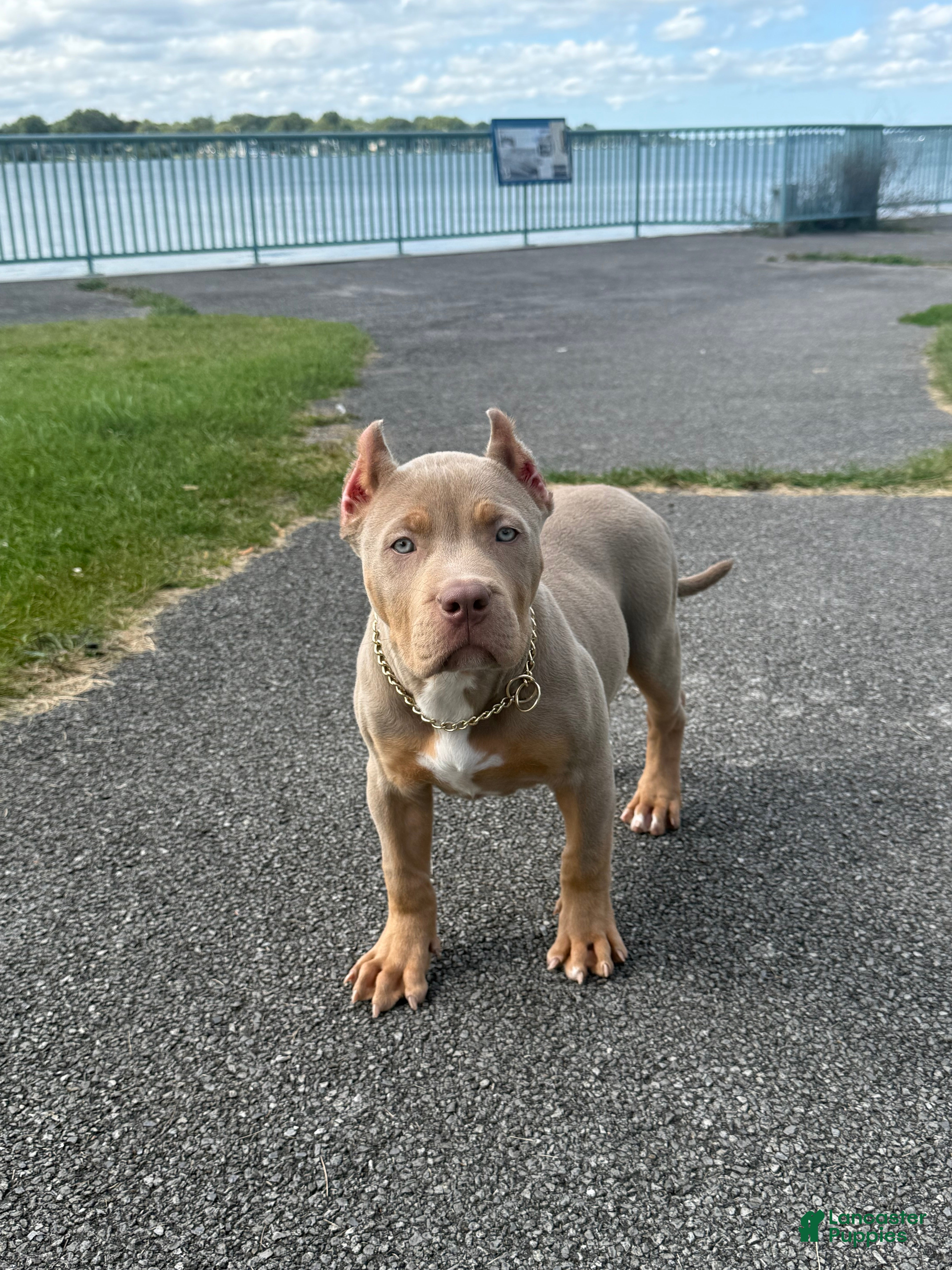 American Bully dogs for sale:  Versace  - Ad 1