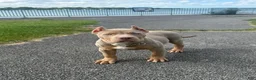 American Bully dogs for sale:  Versace  - Ad 1