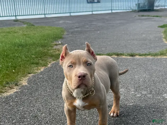 American Bully dogs for sale: Versace - Ad 1