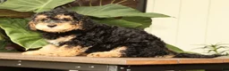 Mini Bernedoodle dogs for sale: Leo - Ad 9
