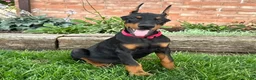 Doberman Pinscher dogs for sale: Achilles  - Ad 4