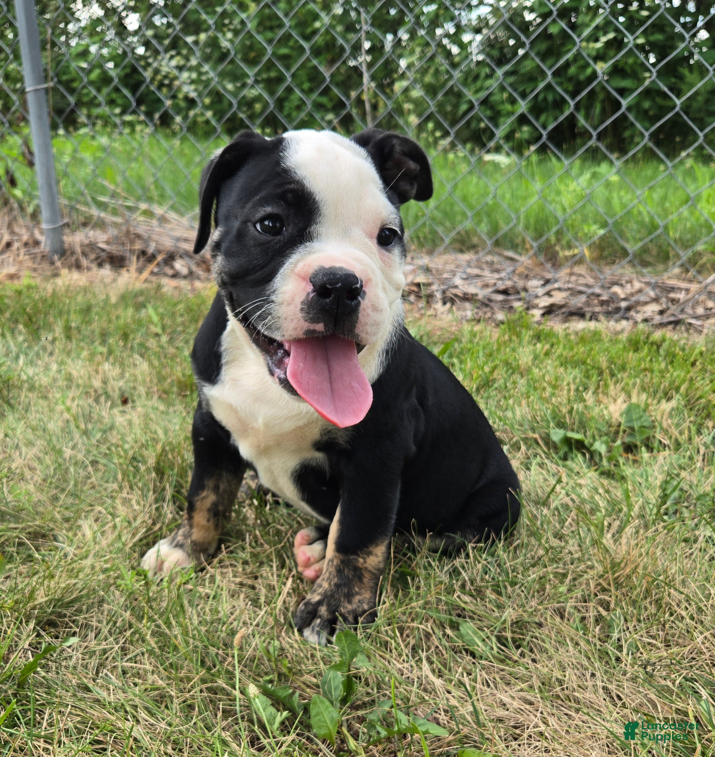 Olde English Bulldogge dogs Ed - Ad 2