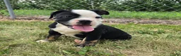 Olde English Bulldogge dogs for sale: Ed - Ad 7