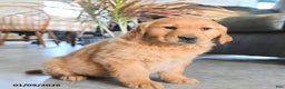 Golden Retriever dogs for sale: Raven - Ad 2