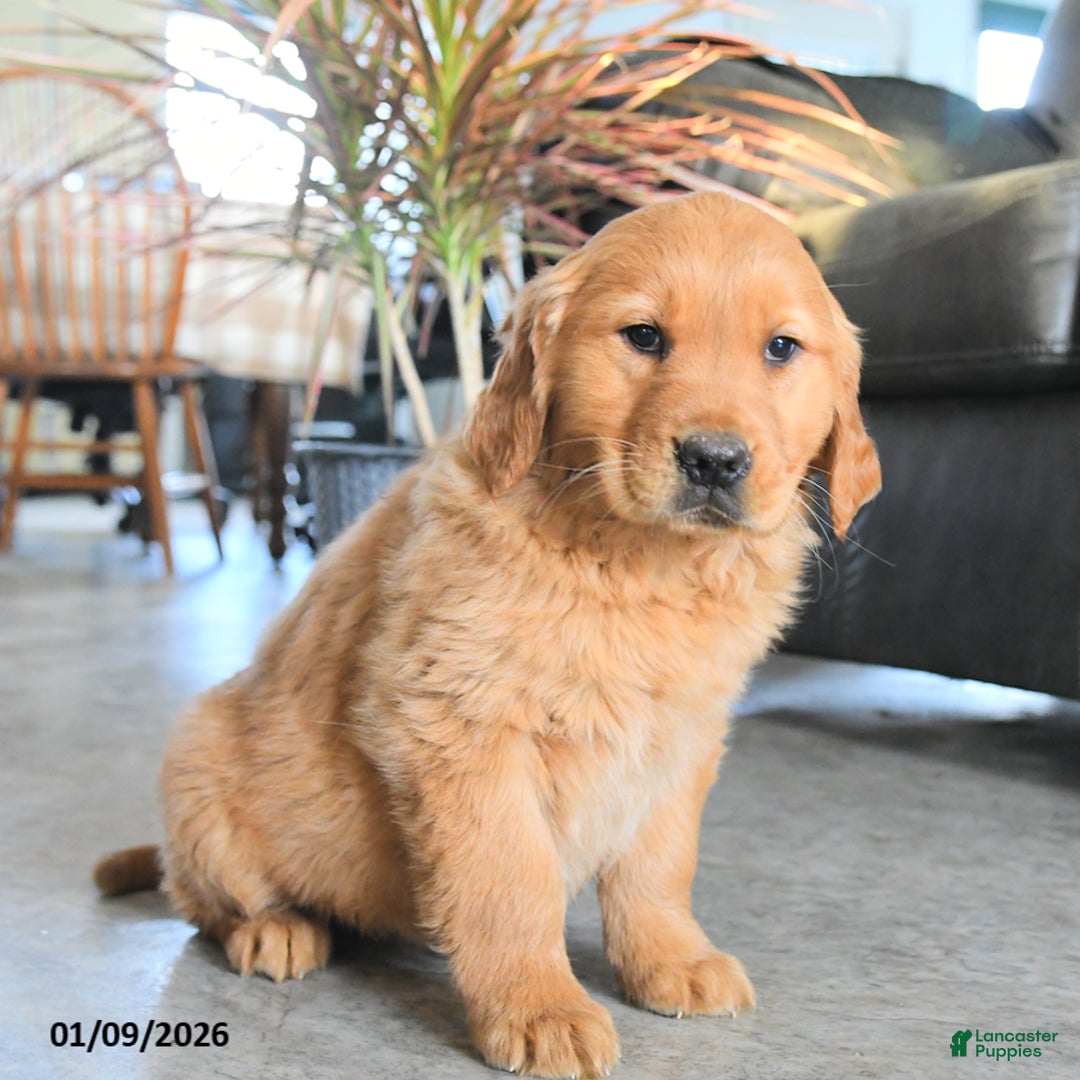 Golden Retriever dogs for sale: Raven - Ad 2