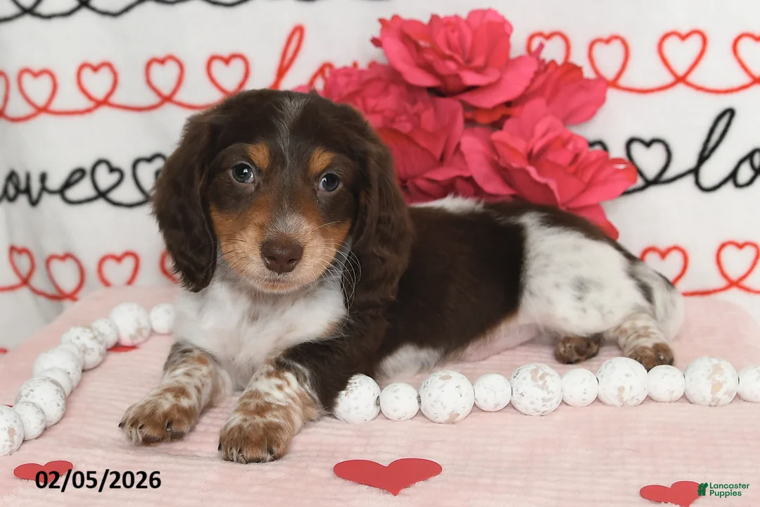 Miniature Dachshund dogs for sale: Reed - Ad 4