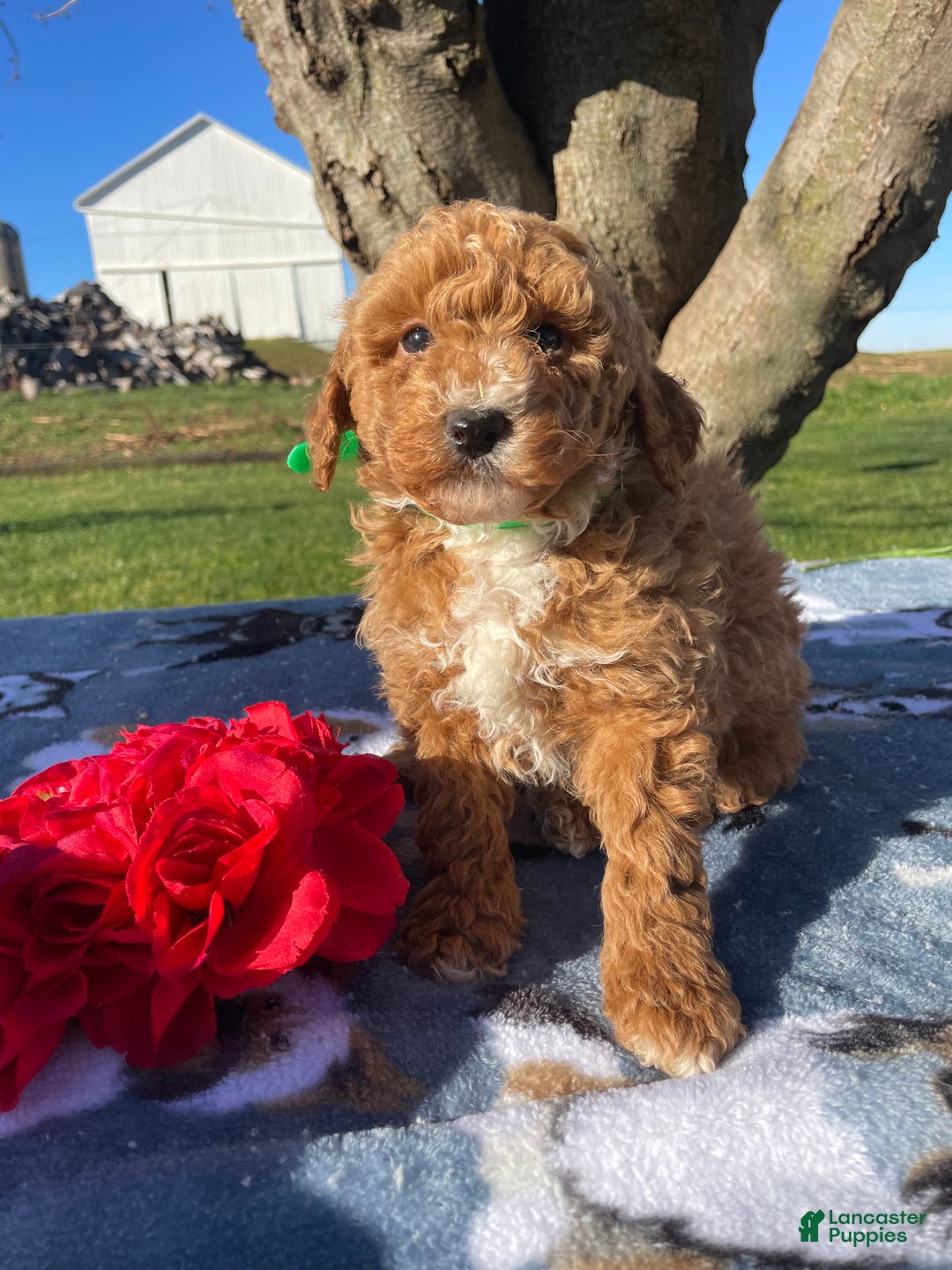 Miniature Poodle dogs for sale: Lucky - Ad 4