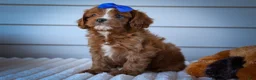 Cavapoo dogs for sale: Kyle🐾 - Ad 8