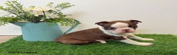 Boston Terrier dogs for sale: Maynard - Ad 4