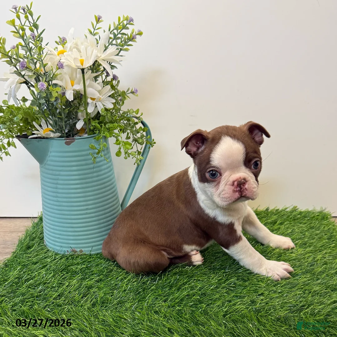 Boston Terrier dogs for sale: Maynard - Ad 4