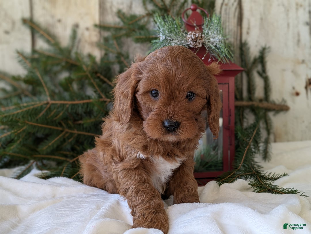 Cavapoo dogs for sale: Asher  - Ad 8