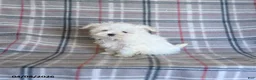 Maltese dogs for sale: Tori - Ad 1