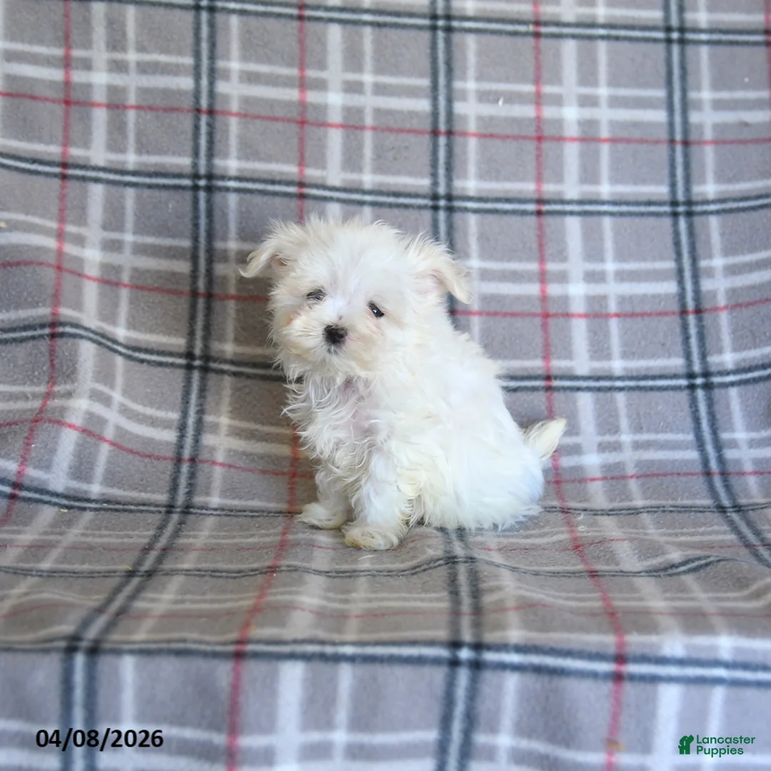 Maltese dogs for sale: Tori - Ad 1