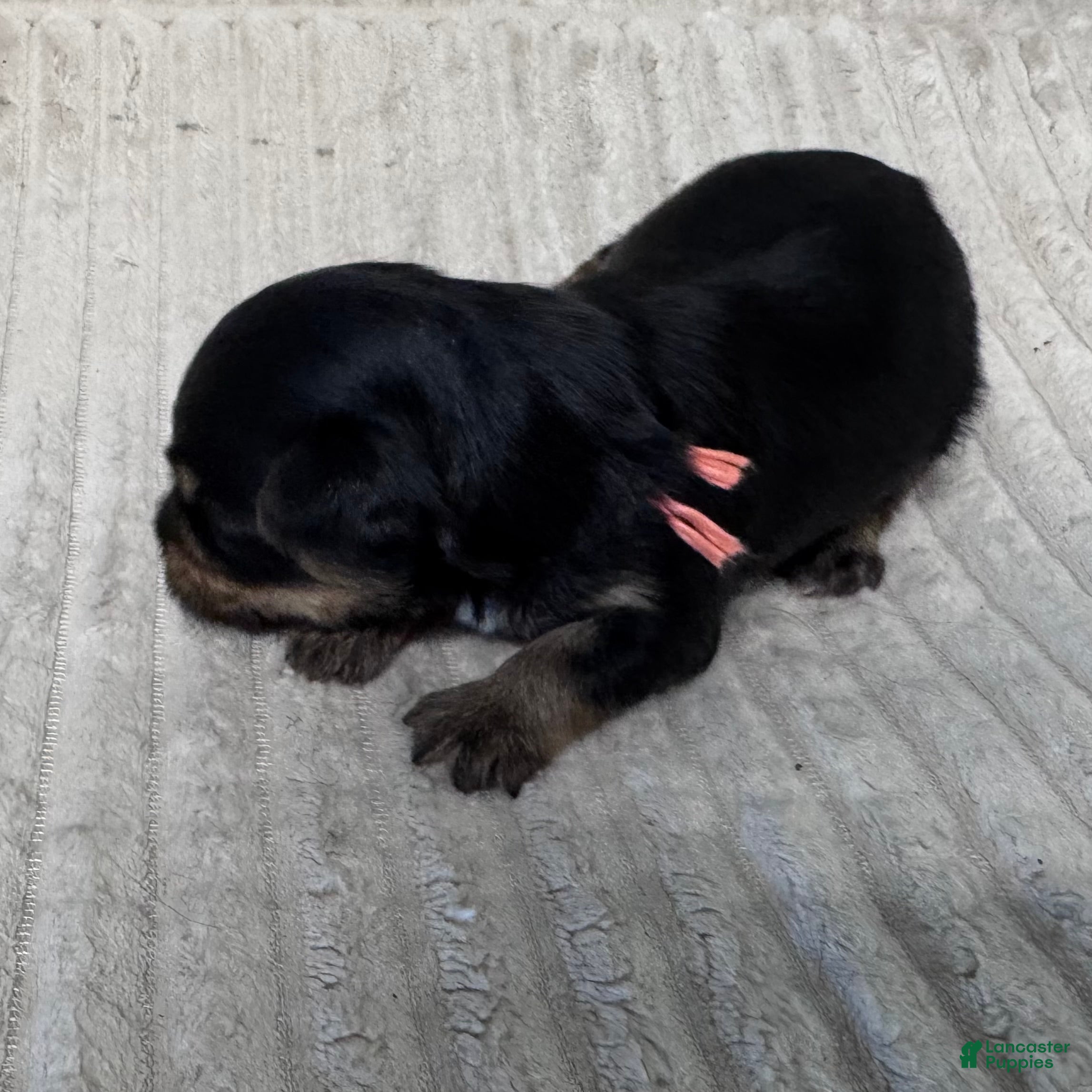 Yorkshire Terrier dogs Lisa-Peach - Ad 1