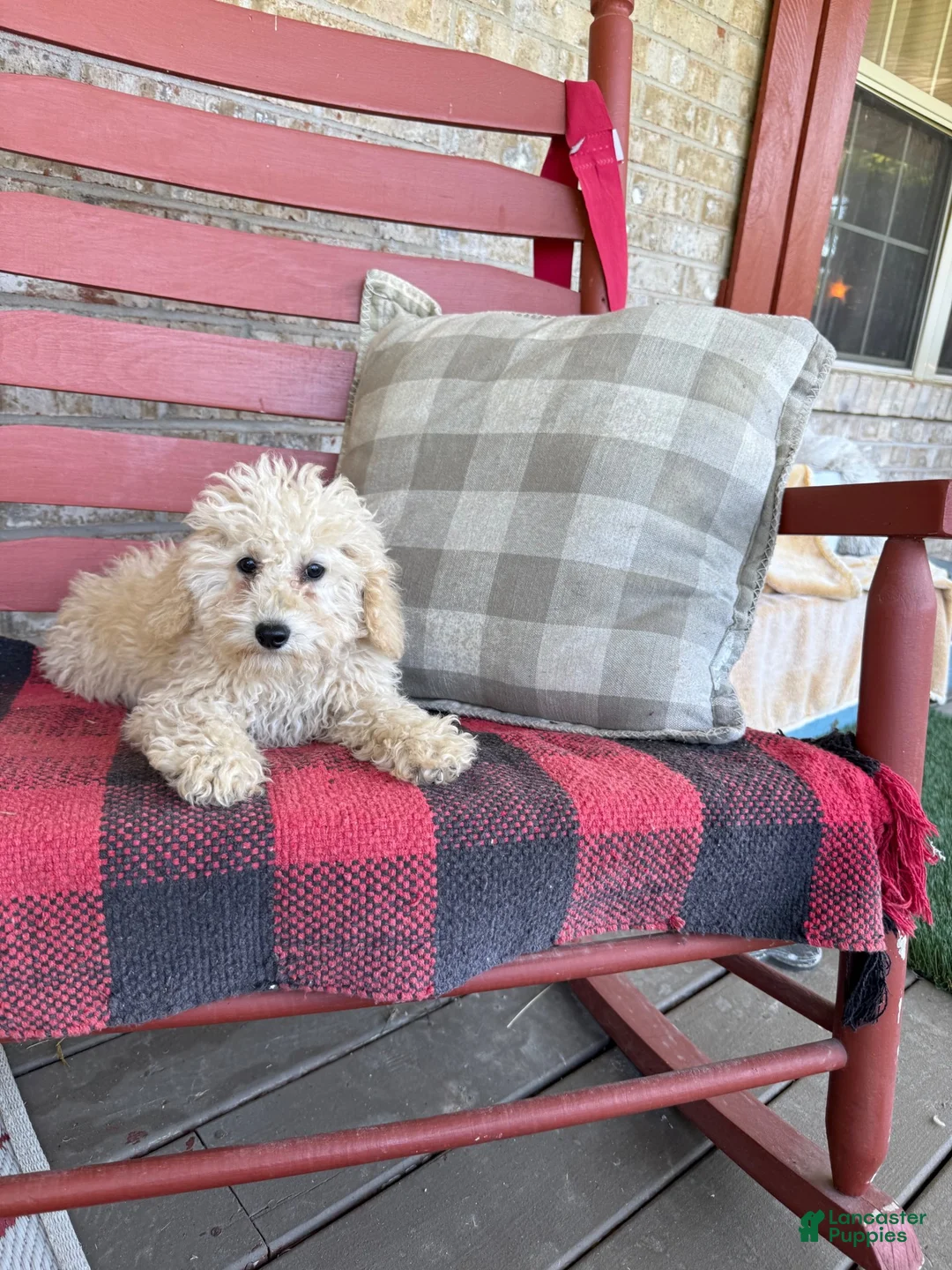 Mixed Breed dogs for sale: Monty - Ad 6