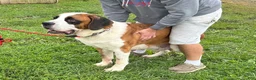 Saint Bernard dogs for sale: Saint Bernard 3. Brownie - Ad 3