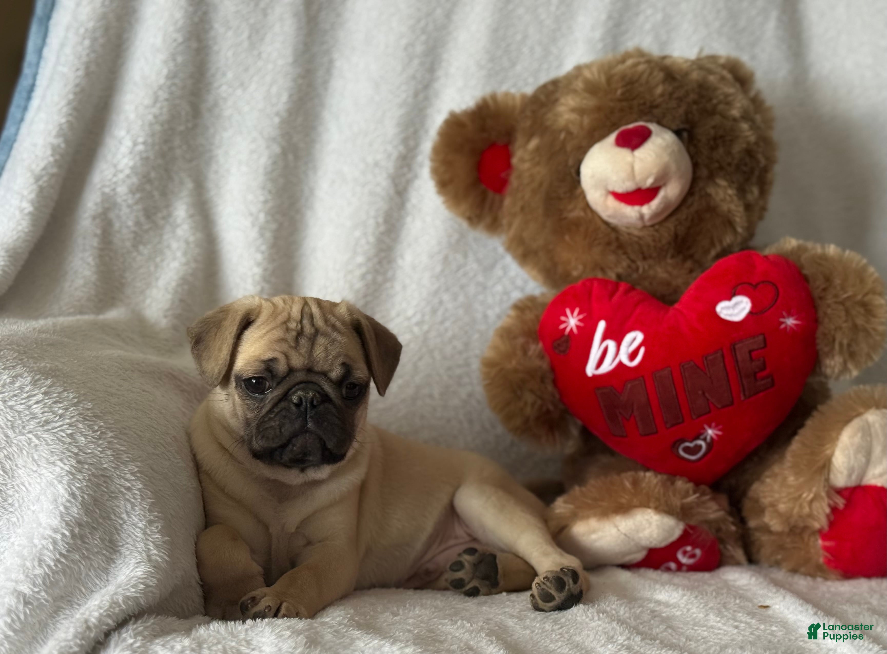 Pug dogs Parley - Ad 35