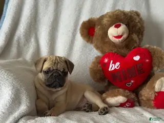 Pug dogs Parley - Ad 35