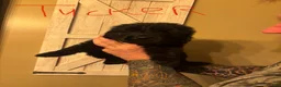 Newfoundland dogs for sale: Newfoundland Puppy 3 - Ad 2