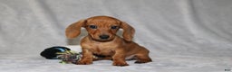 Miniature Dachshund dogs for sale: Chole - Ad 14