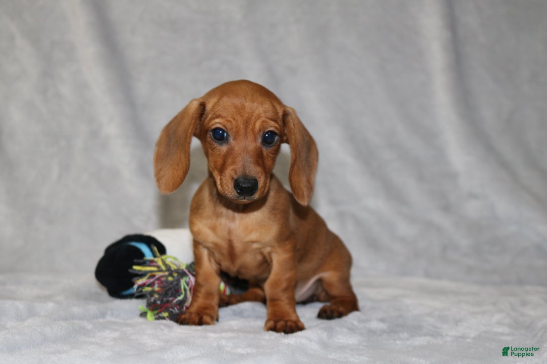 Miniature Dachshund dogs for sale: Chole - Ad 14