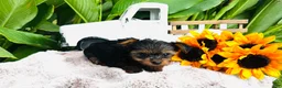 Yorkshire Terrier dogs for sale: Madeleine   - Ad 4