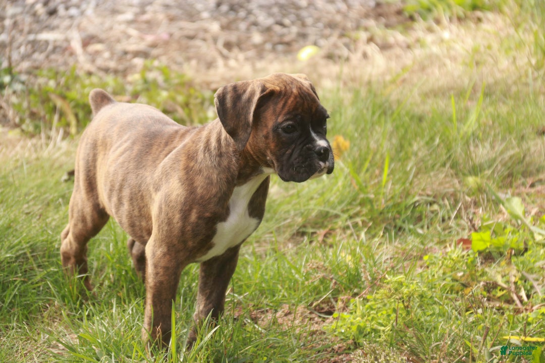 Boxer dogs for sale: Boxer Puppy 4 - Ad 2