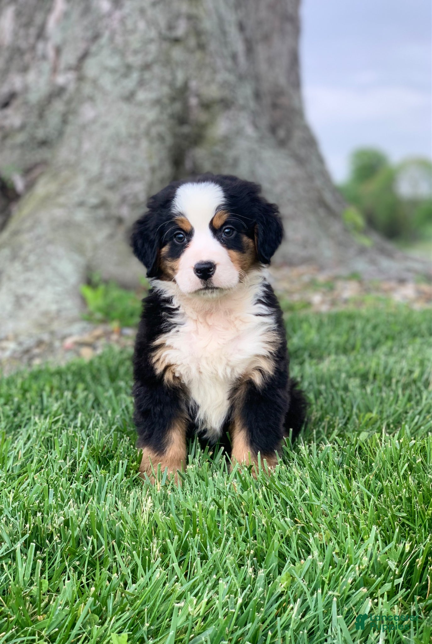 Bernese Mountain Dog dogs for sale: Comanche  - Ad 1