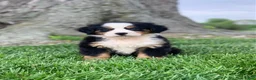 Bernese Mountain Dog dogs for sale: Comanche  - Ad 1