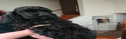 Cocker Spaniel dogs for sale: Luigi  - Ad 1