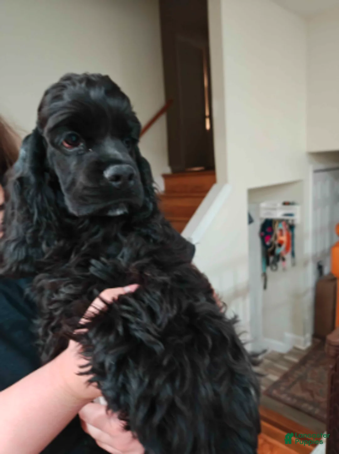 Cocker Spaniel dogs for sale: Luigi  - Ad 1
