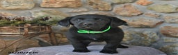 Labrador Retriever dogs for sale: Jay  - Ad 2