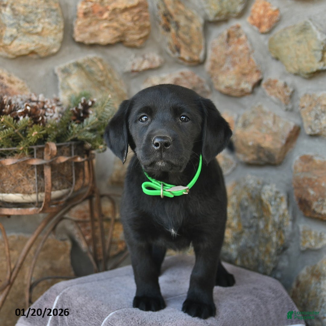 Labrador Retriever dogs for sale: Jay  - Ad 2