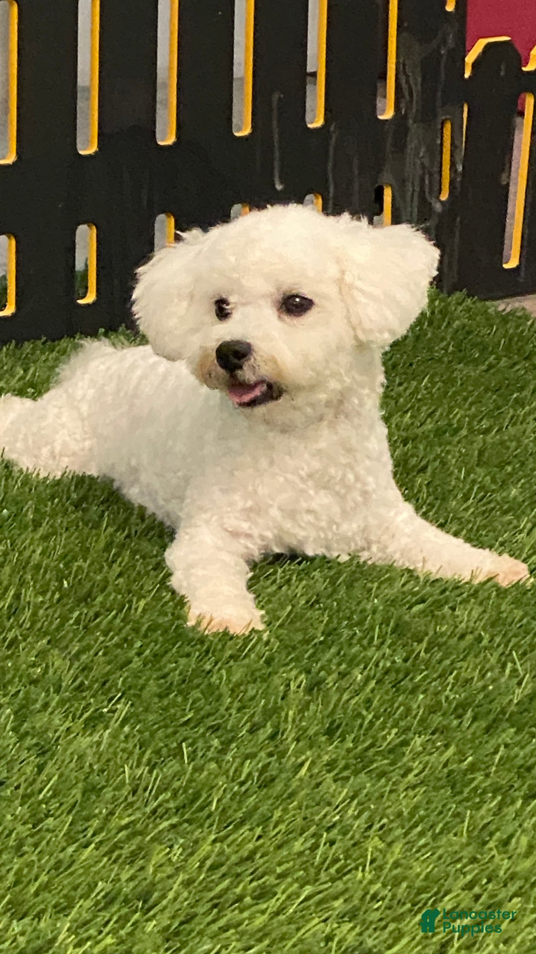 Bichon Frise dogs for sale: Edmond - Ad 5