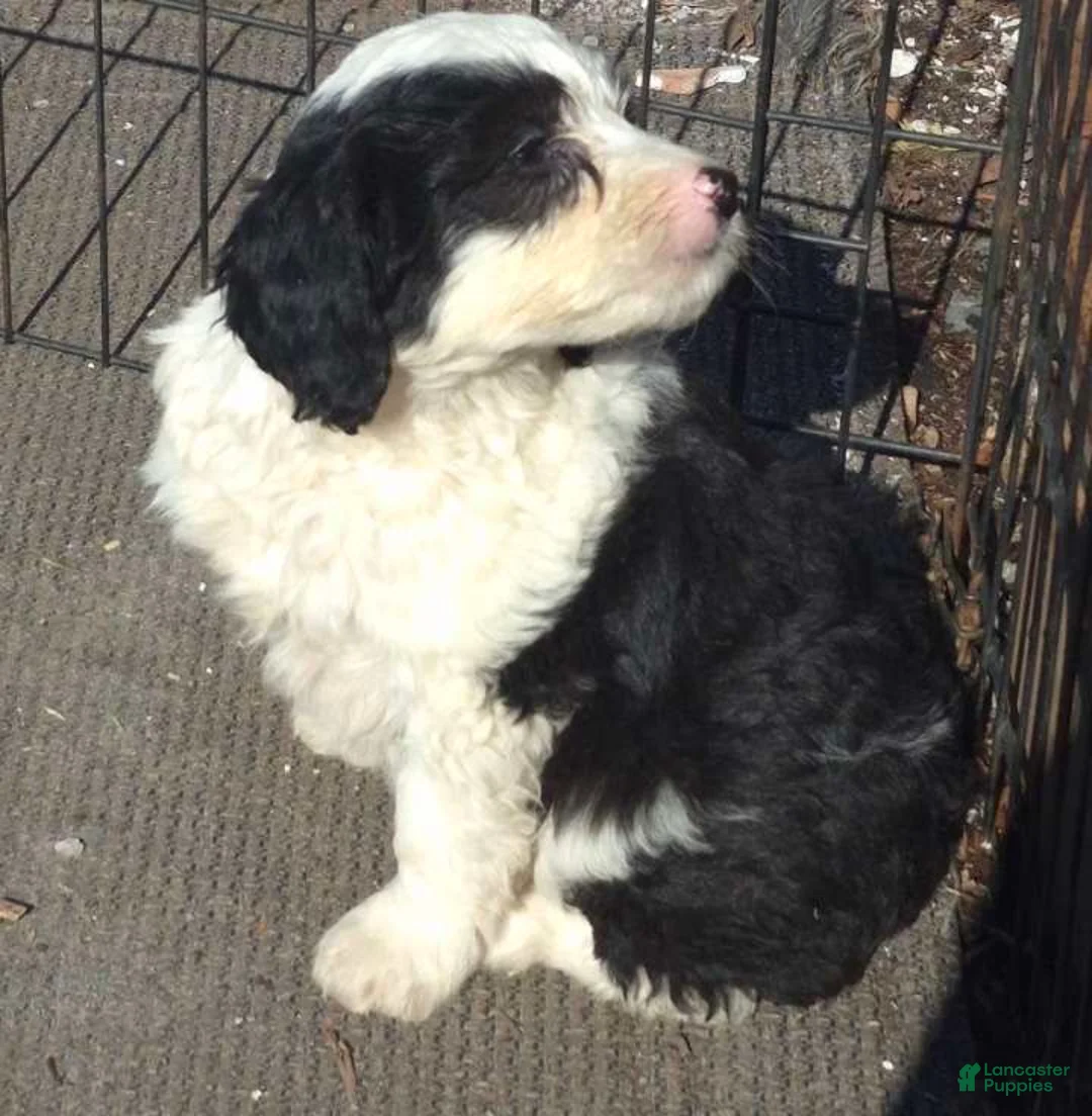 Mini Bernedoodle dogs for sale: Mini Bernedoodle Puppy 1 - Ad 3