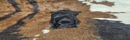 Cavapoo dogs for sale: F1 Poseidon - Ad 3