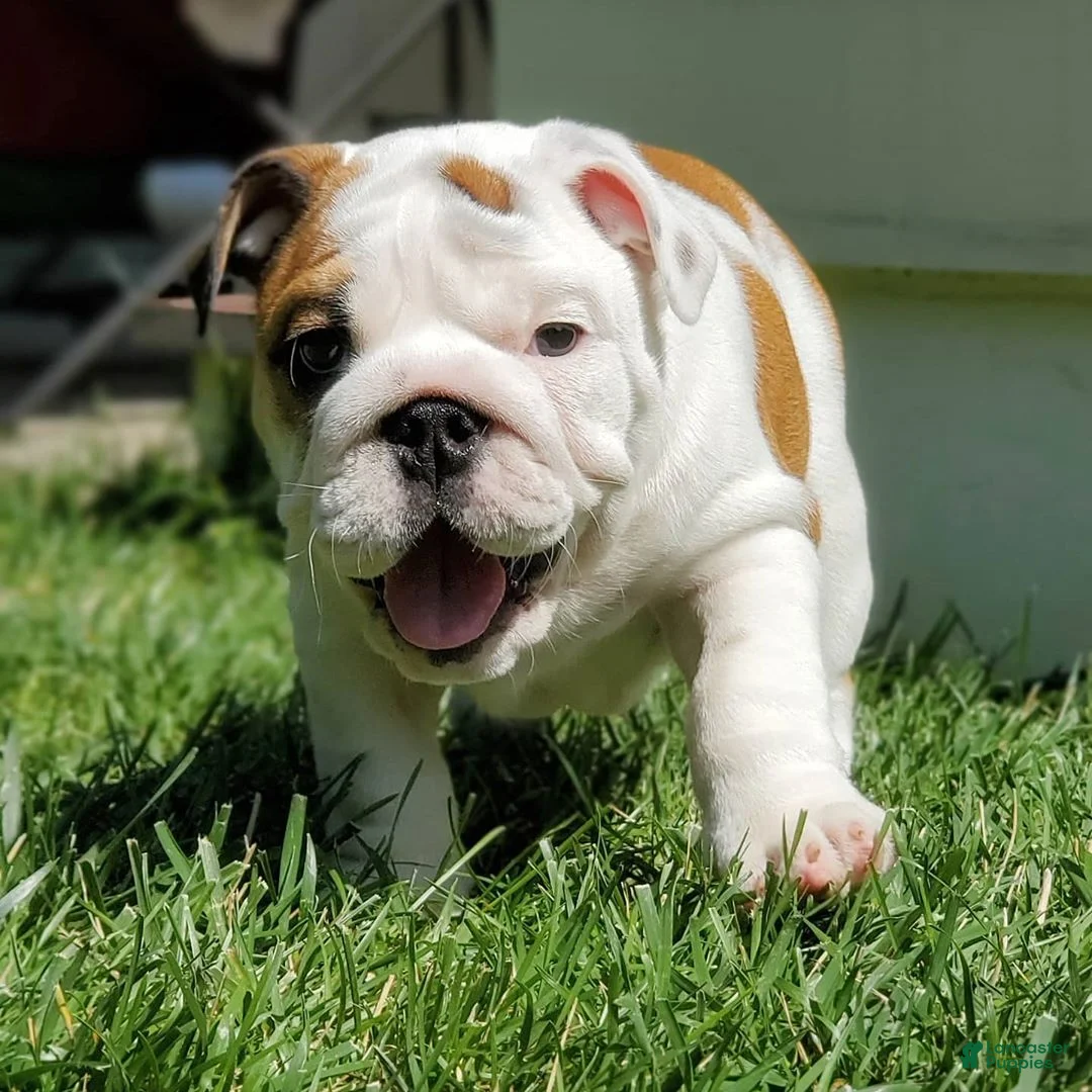 English Bulldog dogs for sale: English Bulldog Puppy 1 - Ad 1
