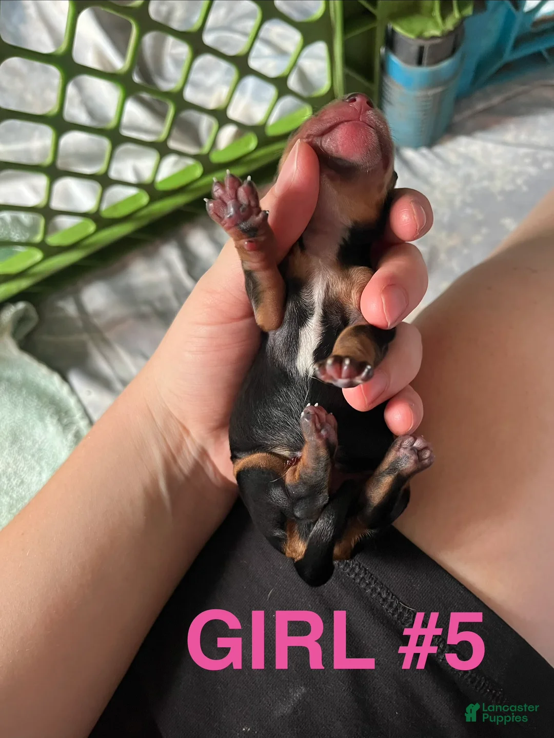 Dachshund dogs for sale: Female 5 - Ad 2