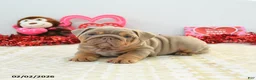 English Bulldog dogs for sale: Reese - Ad 4