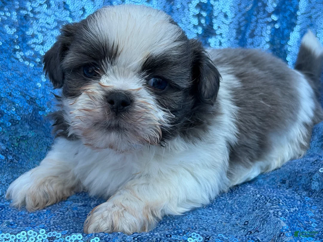 Shih Tzu dogs for sale: Shih Tzu 2 - Ad 1