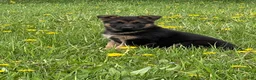 German Shepherd dogs for sale: Luna - Ad 4