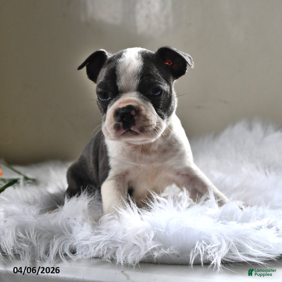 Boston Terrier dogs Winston - Ad 1