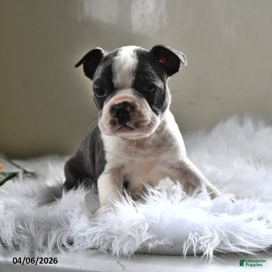 Boston Terrier dogs for sale: Winston - Ad 1
